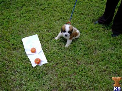 St. Bernard Puppy - girl 2